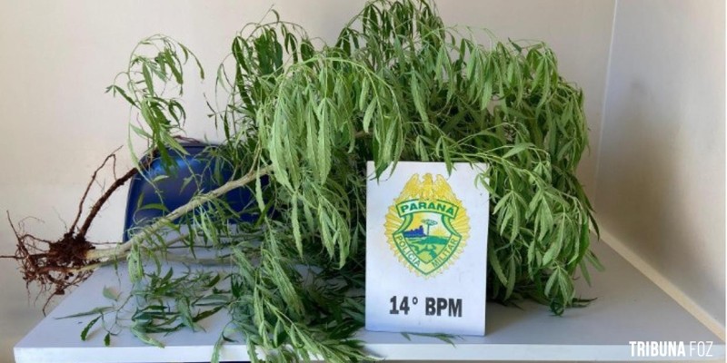 PM prende homem e apreende plantas de cannabis (maconha) em Medianeira